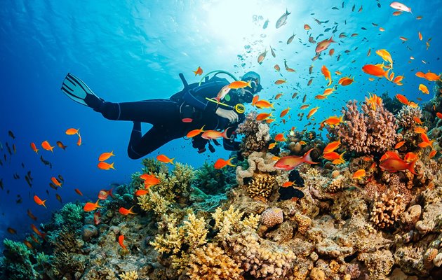 Dyk blandt farverige fisk og smukke koralrev i Thailand