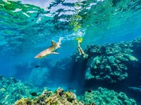 Udforsk de smukke koraler og farverige fisk på Fiji Udforsk de smukke koraler og farverige fisk på Fiji