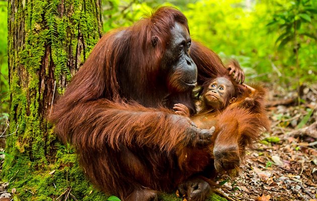 Udforsk Malaysias jungle og oplev de vilde dyr