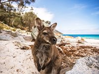 På Kangaroo Island er der muligheder for at opleve masser af vilde kænguruer På Kangaroo Island er der muligheder for at opleve masser af vilde kænguruer