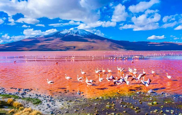 Laguna Colorada i Salar de Uyuni