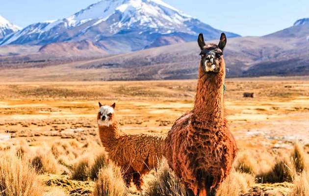 Lamaer på Bolivias højslætter