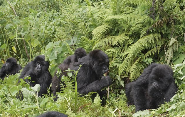 Gorillatrek I Bwindi Impenetrable i Uganda