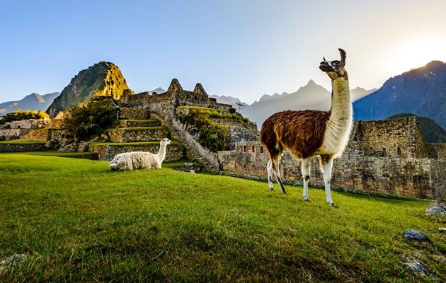 Lamer ved Machu Picchu ruinerne
