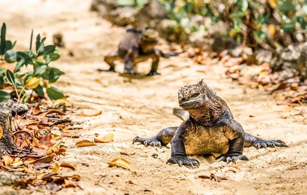 Oplev landleguaner og alle de andre facinerede dyr på Galapagos