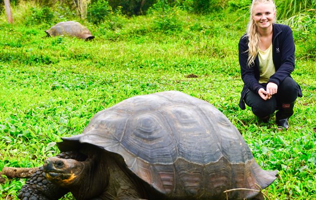 Kæmpeskildpadderne på Galapagos kan veje op til 270 kilo med en skjoldlængde på 120 cm og en levealder på ca. 120 år