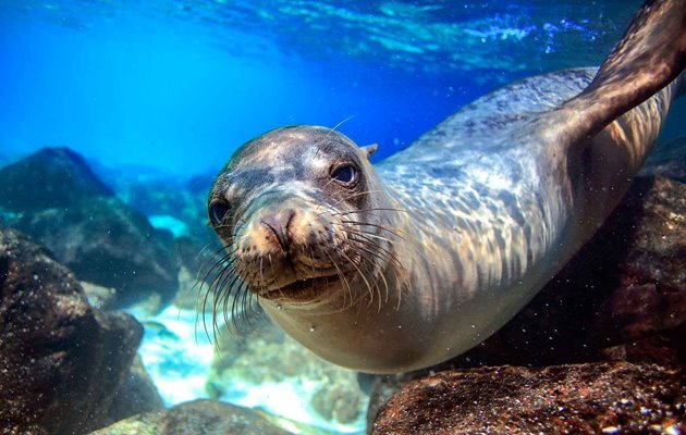 Det er super underholdende at snorkle med de vilde søløver på Galapagos