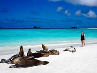 Du finder masser af smukke strande på Galapagos, men du skal dele dem med 