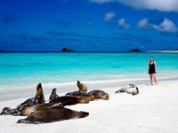 Du finder masser af smukke strande på Galapagos, men du skal dele dem med Du finder masser af smukke strande på Galapagos, men du skal dele dem med