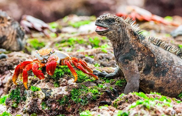 Havleguanerne er endemiske, hvilket vil sige, at arten kun lever på Galapagos-øerne og så er de også verdens eneste marine firben