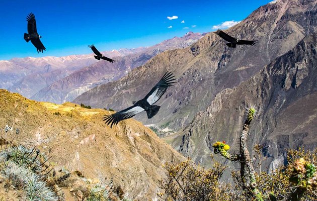 Oplev de enorme kondore flyve over Colca-kløften