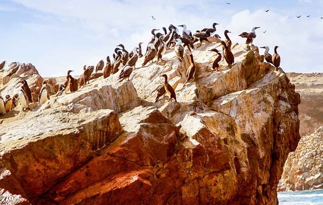 Islas Ballestas er en gruppe små øer med et utroligt dyreliv, der tæller søløvekolonier, pingviner og tusindvis af havfugle