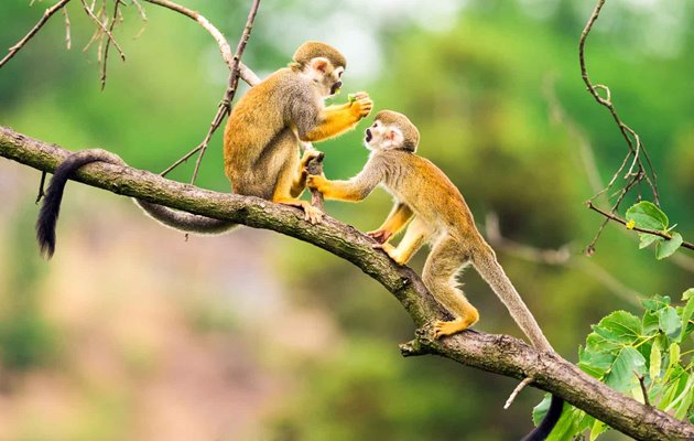 Amazonas har et overvældende dyre og planteliv som det er relativt let at komme i nærheden af