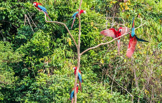 Legende rød-grøn papegøjer