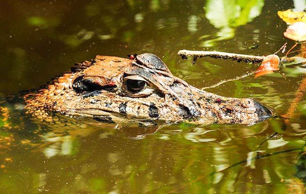 Kaimaner hører til aligatorfamilien og bliver op til 5 meter
