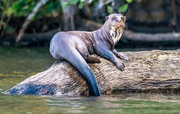 Oplev det unikke dyre- og planteliv der findes i Amazonas