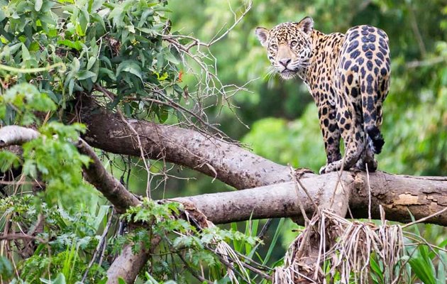 I Amazonas kan I spotte jaguarer, kæmpeodere, tapirer, aber, tukaner, krokodiller og mange andre dyr