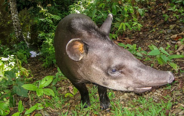 Tapiren kan kendes ved et meget karakteristisk udseende med en plump krop, der er bredere bagtil end foran, korte ben og en kort hale