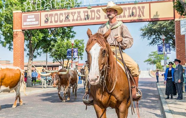 I The Stockyards (Fort Worth) drives der hver morgen og hver eftermiddag en flok Texas-longhorn-kvæg op og ned ad hovedgaden