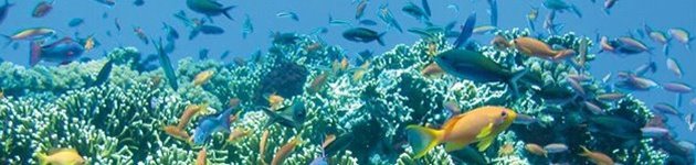 Awesome Whitsundays Awesome Whitsundays
