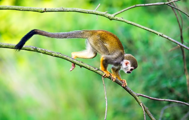 Cuyabeno-reservatet ligger i amazonjunglen. Her får du mulighed for at komme helt tæt på den spændende flora og fauna som f.eks. omfatter aber, fugle, anakondaer og den lyserøde floddelfin