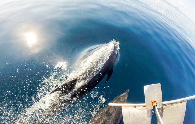 Tag med Jysk Rejsebureau på eventyr i Ecuador og på Galapagos