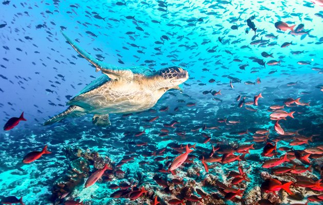 Tag med Jysk Rejsebureau på eventyr i Ecuador og på Galapagos