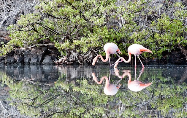 Tag med Jysk Rejsebureau på eventyr i Ecuador og på Galapagos