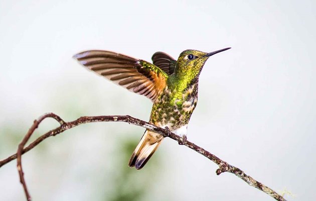 Tag med Jysk Rejsebureau på eventyr i Ecuador og på Galapagos