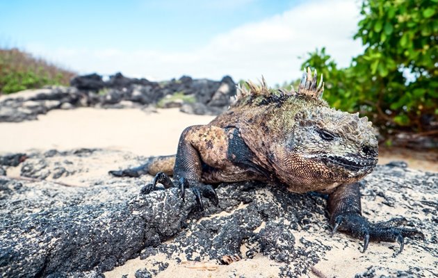 Tag med Jysk Rejsebureau på eventyr i Ecuador og på Galapagos