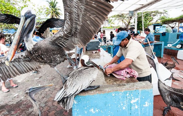 Tag med Jysk Rejsebureau på eventyr i Ecuador og på Galapagos