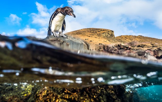 Tag med Jysk Rejsebureau på eventyr i Ecuador og på Galapagos