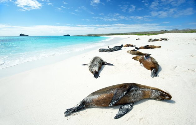 Tag med Jysk Rejsebureau på eventyr i Ecuador og på Galapagos