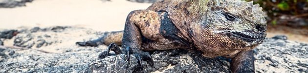 Tag med Jysk Rejsebureau på eventyr i Ecuador og på Galapagos Tag med Jysk Rejsebureau på eventyr i Ecuador og på Galapagos