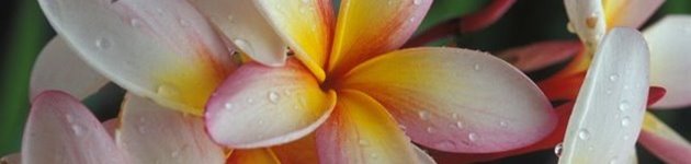 Frangipani, Tahiti Frangipani, Tahiti