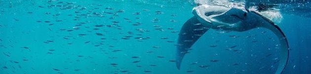 Manta rays, Australien Manta rays, Australien