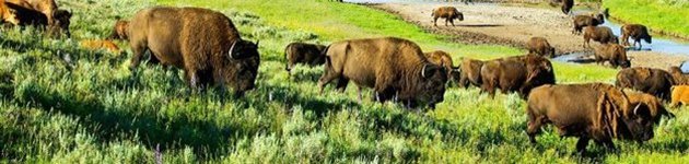 Se de enormal flockarna med bisonoxar i Hayden Valley, Yellowstone Se de enormal flockarna med bisonoxar i Hayden Valley, Yellowstone