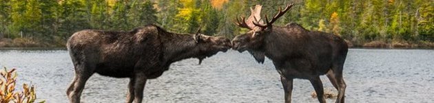 Oplev de vilde dyr i Adirondack-bjergene Oplev de vilde dyr i Adirondack-bjergene