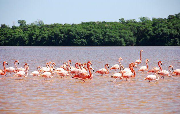 Flamingoer i Celestun