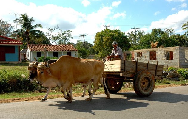 Lokal farmer på arbejde i Viñales