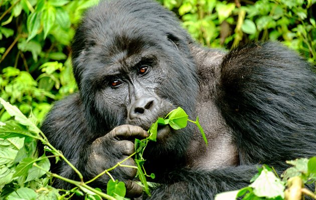 Silverback Gorilla i Bwindi Nationalpark