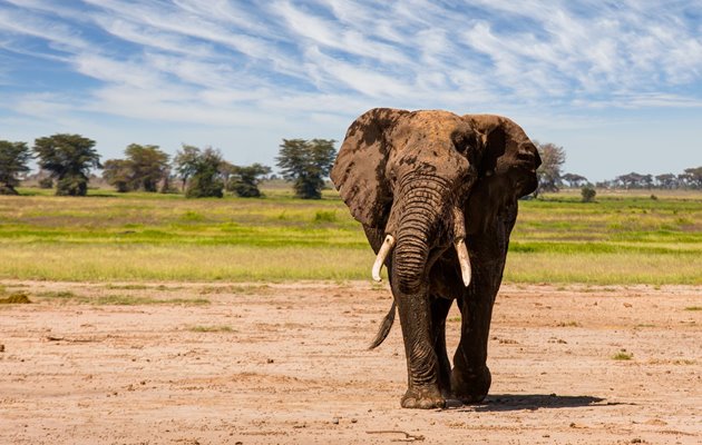 Safari i Tanzania