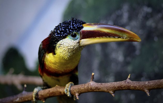 Toucan fuglen lever i Panama og Costa Rica