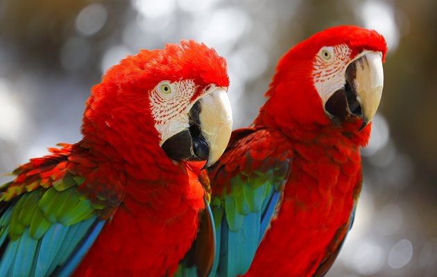 Oplev den eksotiske Scarlet Mascaws i Costa Rica