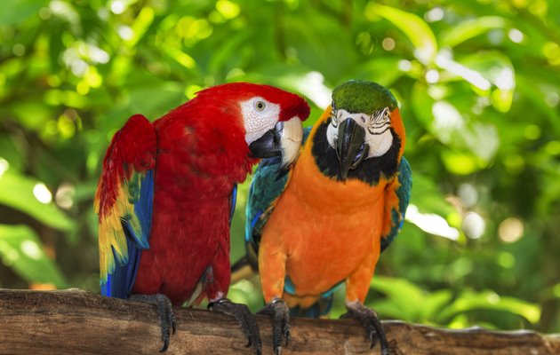 oplev den farvestrålende Macaw papegøje
