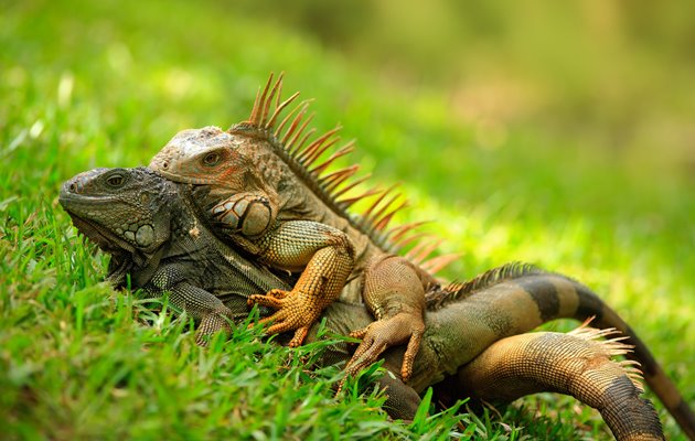 Oplev Costa Ricas reptiler