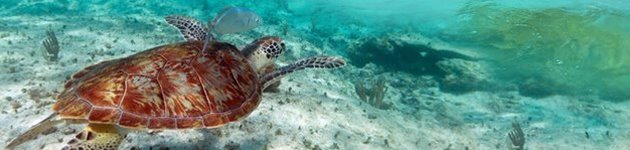 Riviera Maya bjuder på läckra stränder och kristallklart vatten Riviera Maya bjuder på läckra stränder och kristallklart vatten