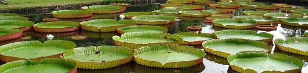 Mauritius Mauritius