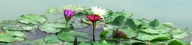 Thailand Thailand