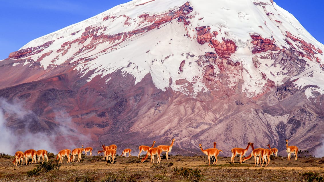 Följ med Winberg Travel på äventyr i Ecuador och på Galapagos